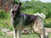 Shiloh Shepherd thumbnail